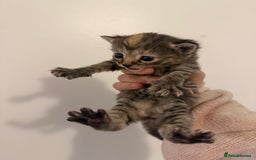 Mixed Breed cats for sale: Beautiful tabby mixed calico cross Persian kitten  - Image 2
