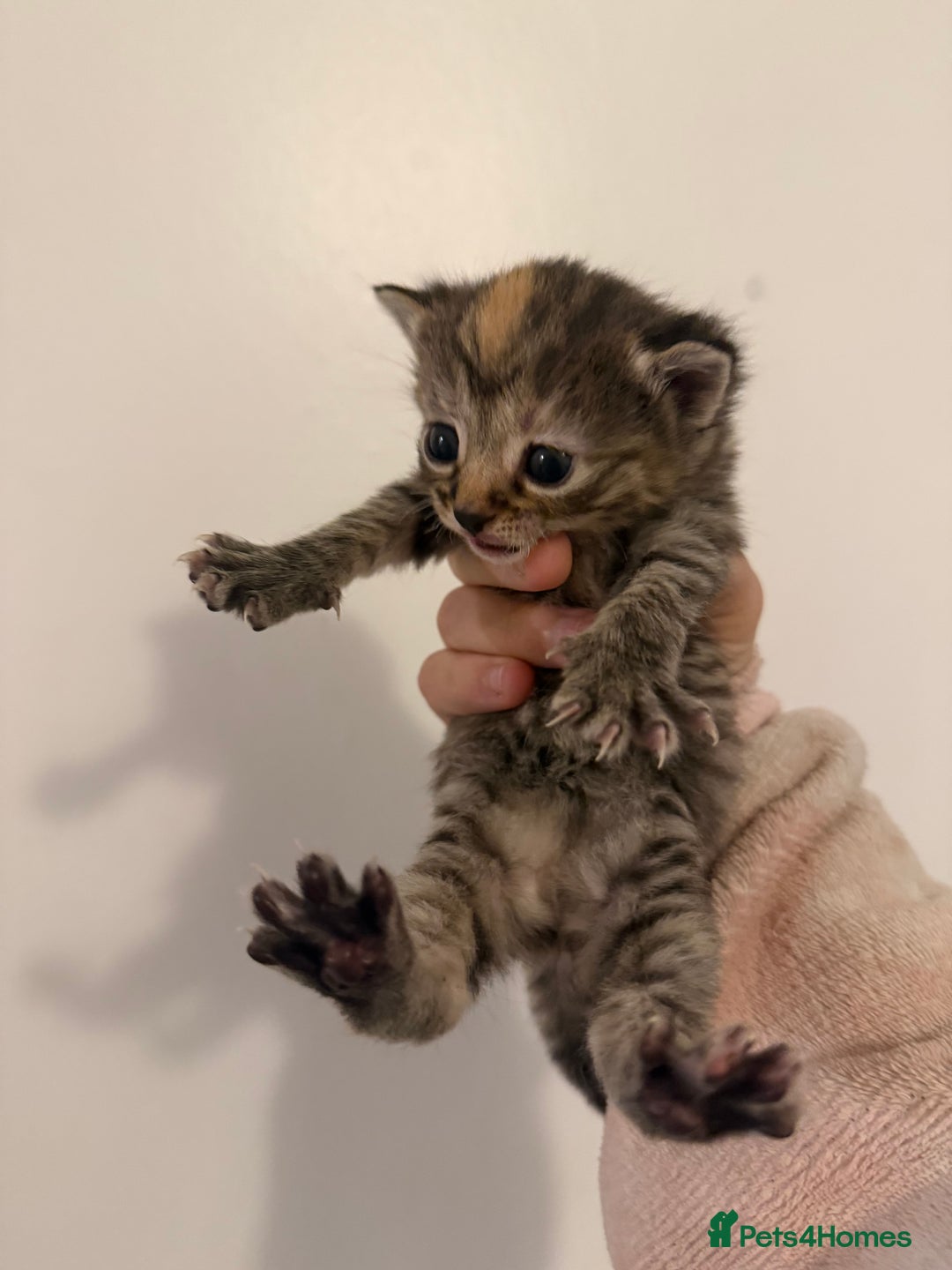 Mixed Breed cats for sale: Beautiful tabby mixed calico cross Persian kitten  - Image 2