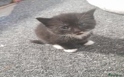 Mixed Breed cats for sale: Playful & cuddly Tabby-Bengal-Mix Kittens £200 - Image 31