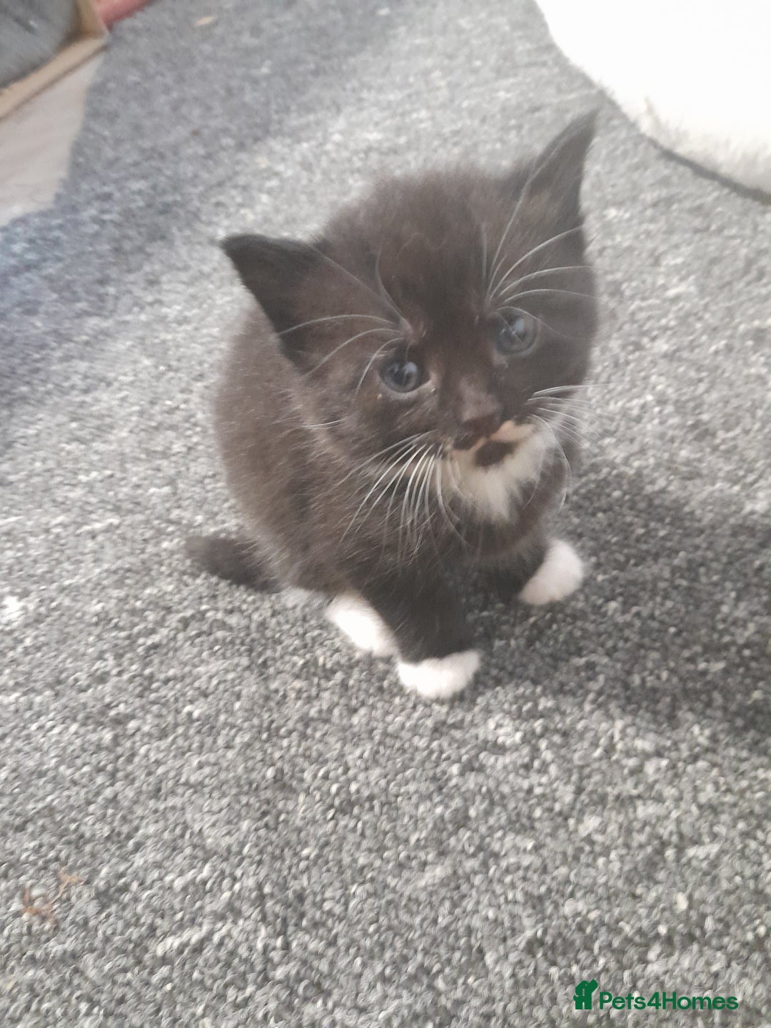 Mixed Breed cats for sale: Playful & cuddly Tabby-Bengal-Mix Kittens £200 - Image 31