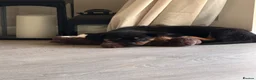 Rottweiler dogs for sale: Rottweiler 5 month old male called Titan  in Bath - Advert 7