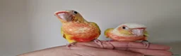 Conures birds for sale: Adorable fully hand reared baby conures!!  - Advert 26