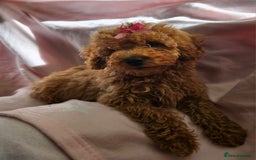 Cavapoo dogs for sale: Female Cavapoo pup  - Image 12