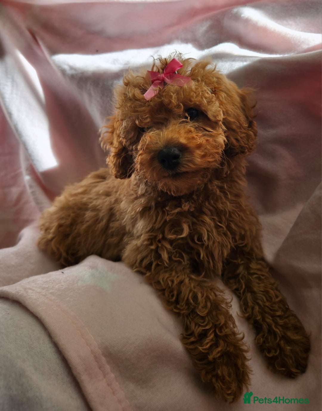 Cavapoo dogs for sale: Female Cavapoo pup  - Image 12