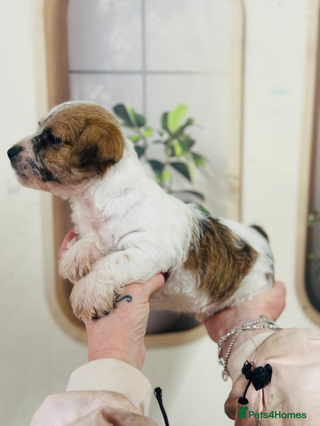 Jack Russell dogs for sale: Fine examples of jr pups 🐶  - Advert 7