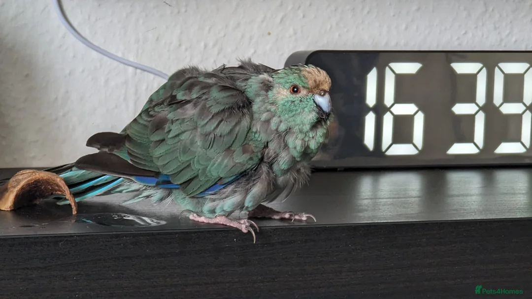 Mixed Breed birds for sale: kakariki girl  in Sheffield - Advert 3