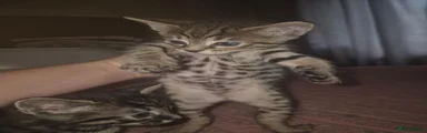 Savannah 1
