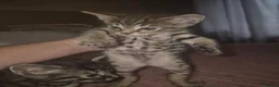 Savannah cats for sale: F3 savannah kittens - Advert 12