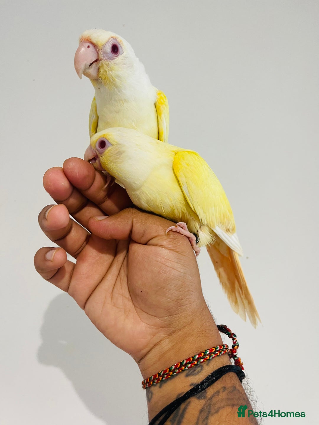 Conures birds for sale: Hand reared conures for sale - Image 3