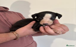 Mixed Breed dogs for sale: Beddy whippets - Image 5