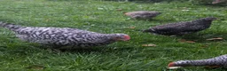 Chickens poultry for sale: Cream Legbar Cockerels FREE - Advert 4