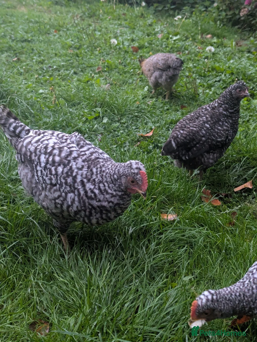 Chickens poultry for sale: Cream Legbar Cockerels FREE - Advert 4