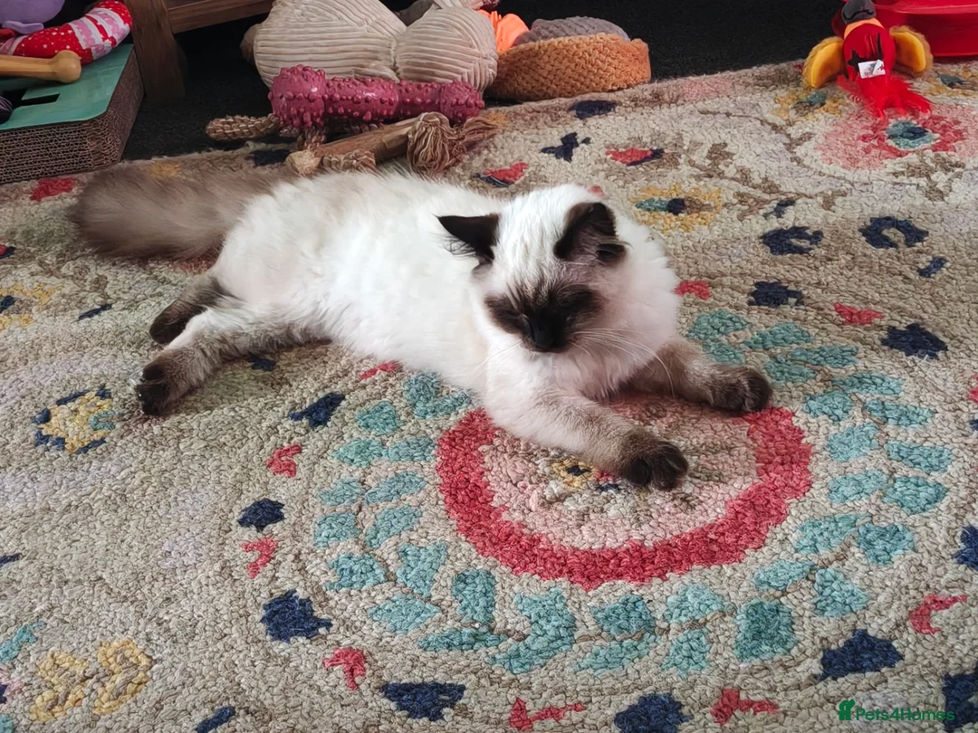 Ragdoll cats for sale: Ragdoll Girl - Advert 4