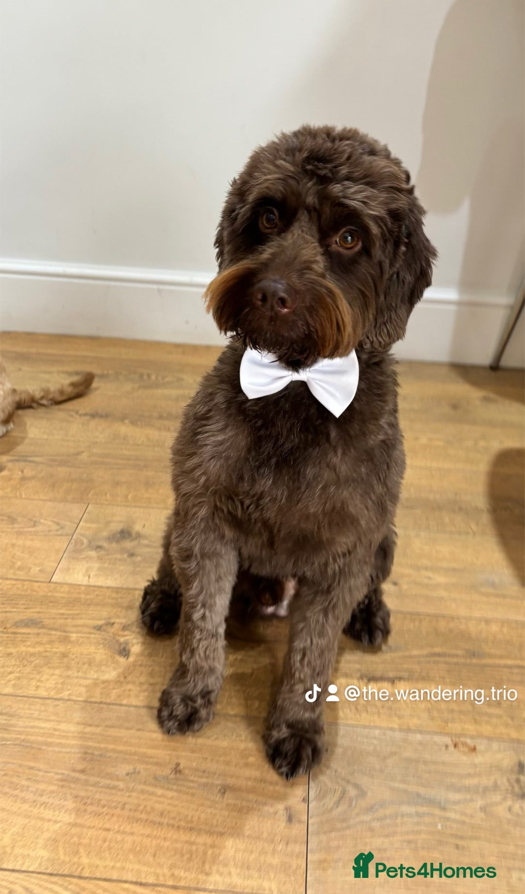 Cockapoo dogs for sale: 5 cockapoo puppies for sale 4 boys and 1 girl  - Advert 16