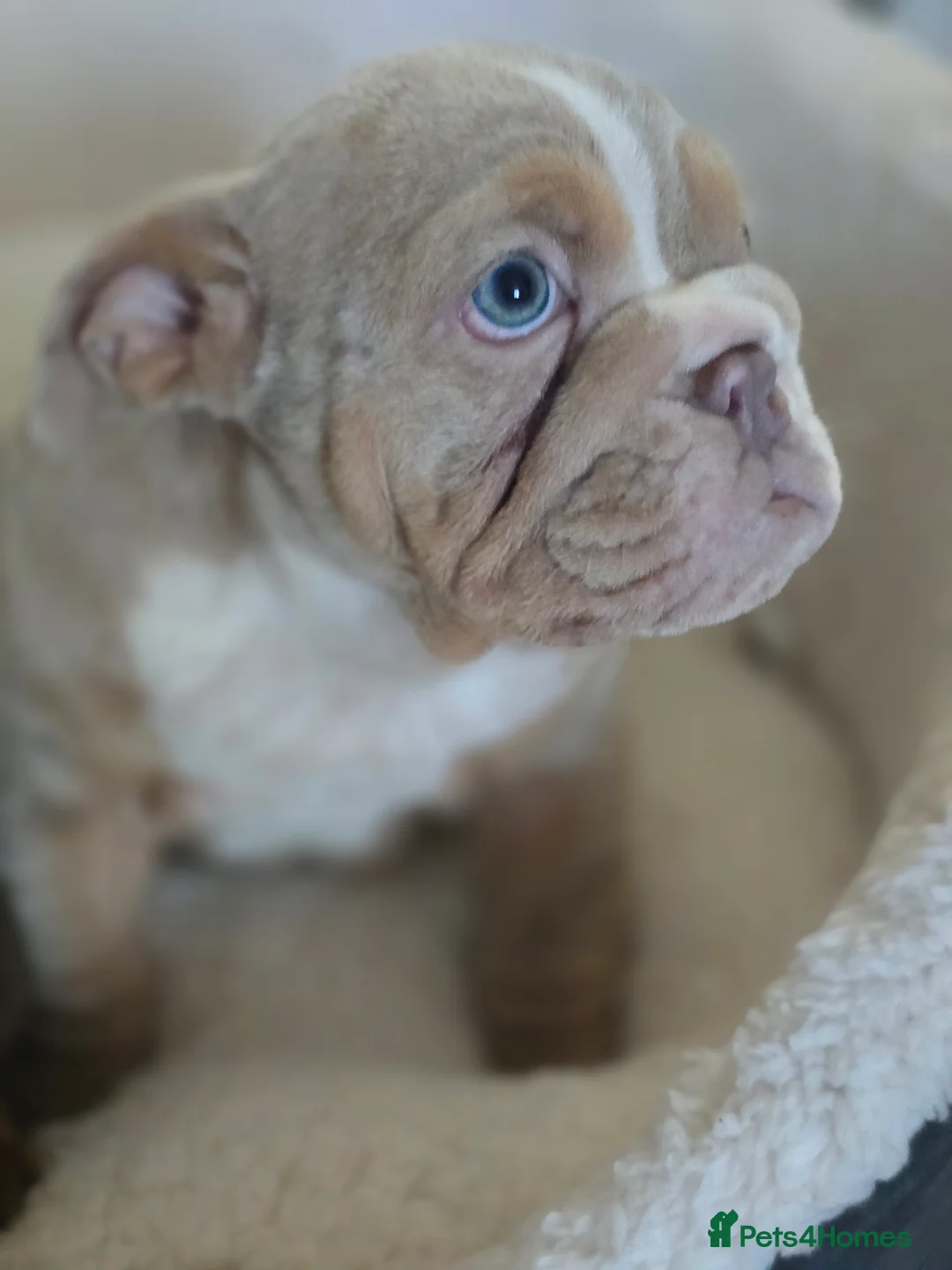 English Bulldog dogs for sale: ✨ English Bulldog Puppies Exceptional Bloodlines ✨ - Advert 21