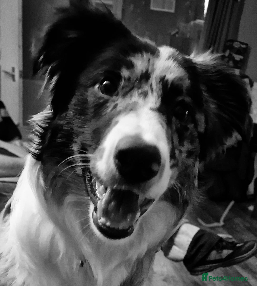 Border Collie dogs for stud: TRI BLUE MERLE BORDER COLLIE PROVEN STUD  - Image 15