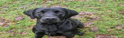 Labrador Retriever dogs for stud: KC 0/0 Hips/ Elbows, Health tested Labrador  - Advert 6