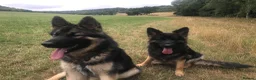 German Shepherd dogs for sale: German Shepherd pups - Advert 8