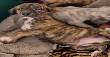 Whippet dogs - Advert 2
