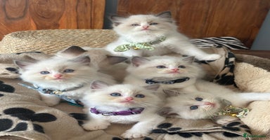 Ragdoll cats - Advert 10
