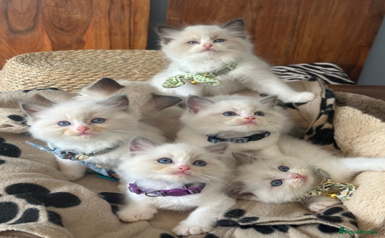 Ragdoll cats - Advert 1