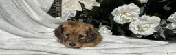 Miniature Dachshund dogs for sale: STUNNING KC LONG HAIRED MINIATURE DACHSHUND PUPS💕 - Advert 19