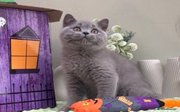 British Shorthair cats for sale: Stunning British Kittens - Image 4