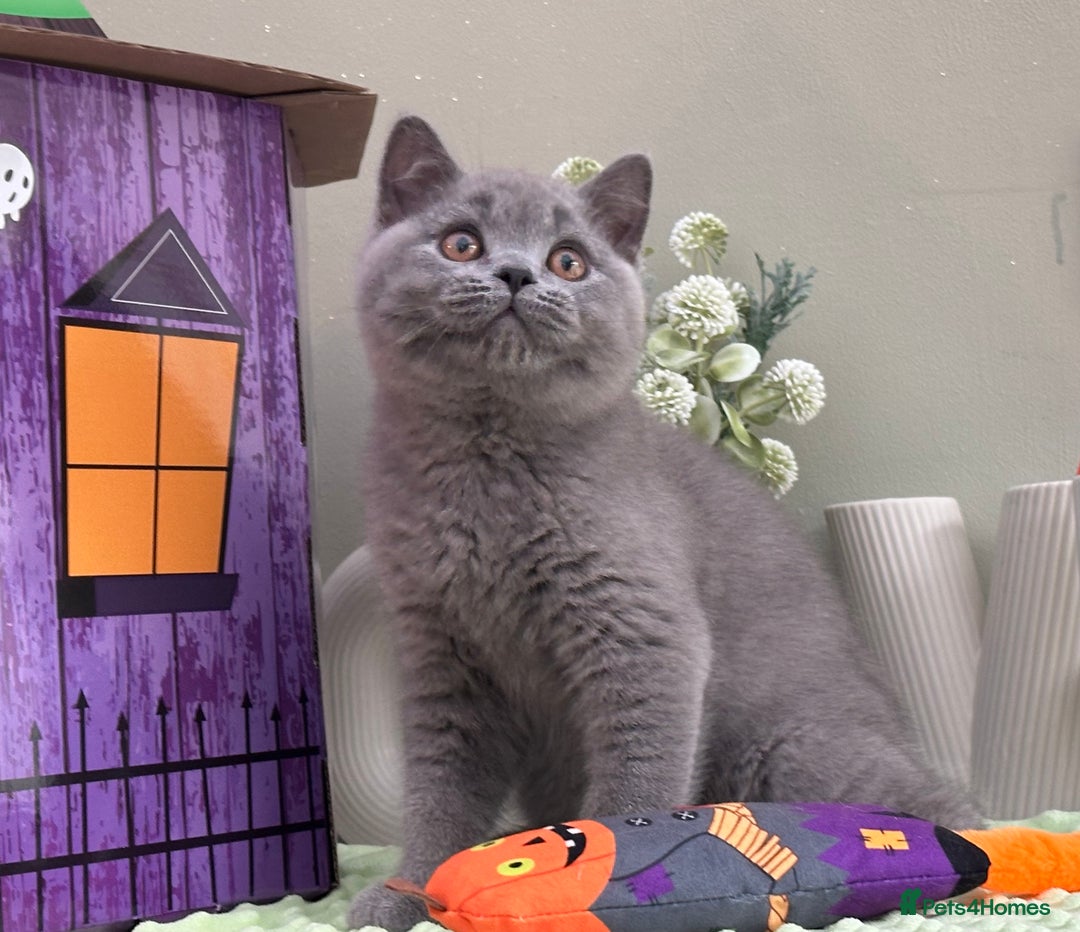 British Shorthair cats for sale: Stunning British Kittens - Image 4