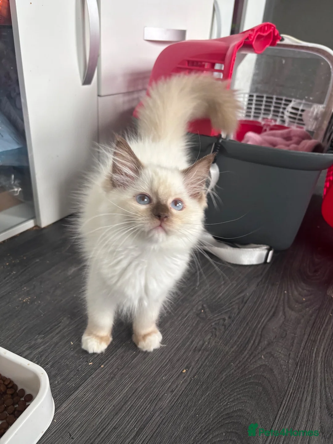 Ragdoll cats for sale: READY NOW GCCF chocolate mitted male - Advert 2