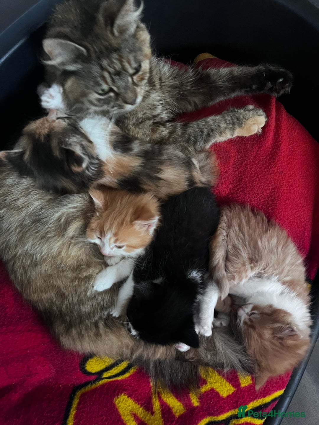 Mixed Breed cats for sale: Beautiful Fluffy Kittens - Advert 4