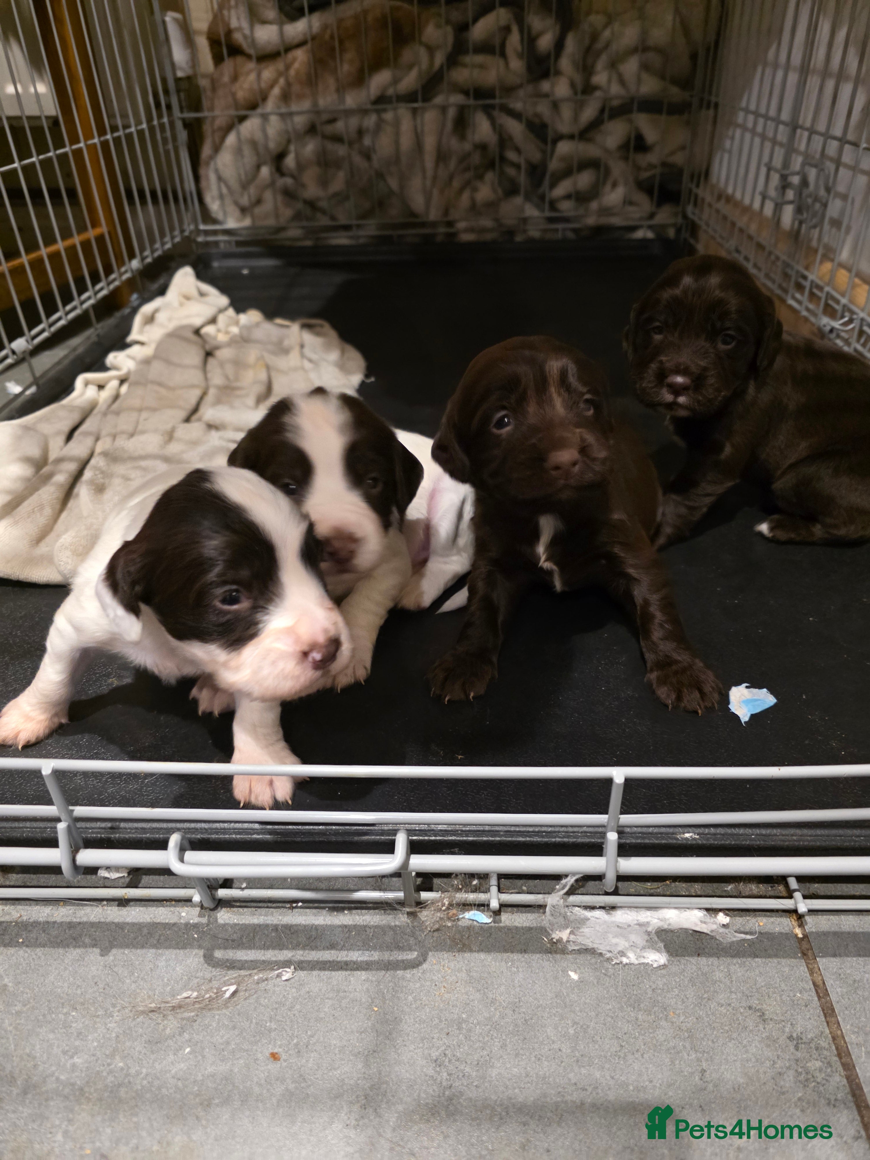 Sprocker dogs Sporker puppies  - Advert 2