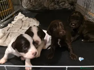 Sprocker dogs Sporker puppies - Advert 2