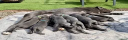 Cane Corso dogs for sale: 🐾 Outstanding Cane Corso Puppies 🐾 - Advert 7
