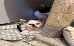 Domestic Shorthair cats for sale: 2 beautiful short hair boys  - Image 4