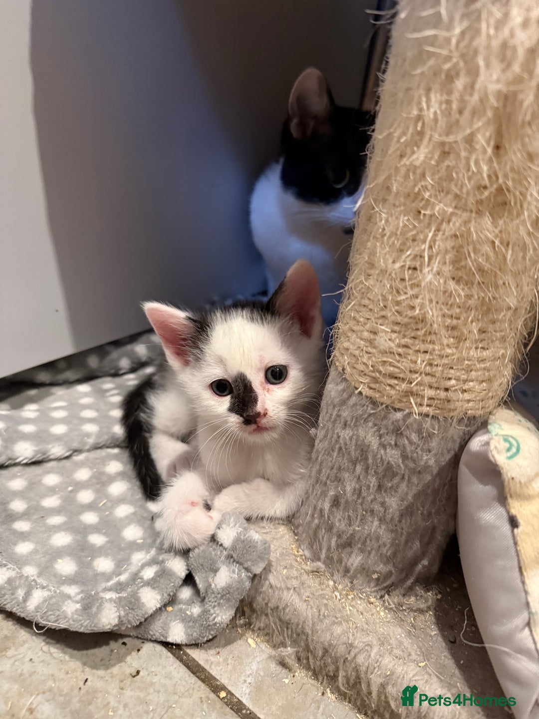 Domestic Shorthair cats for sale: 2 beautiful short hair boys  - Image 4