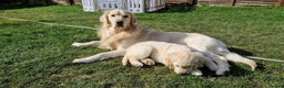 Golden Retriever dogs for stud: BEAUTIFUL PROVEN White Golden Retriever for Stud in Crowborough - Advert 1