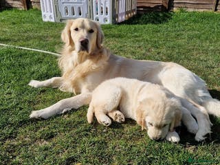 Golden Retriever dogs BEAUTIFUL PROVEN White Golden Retriever for Stud in Crowborough - Advert 6