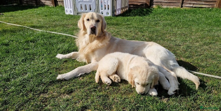 Golden Retriever dogs in Crowborough - Advert 20