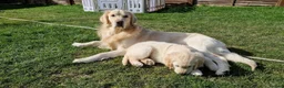 Golden Retriever dogs for stud: BEAUTIFUL PROVEN White Golden Retriever for Stud in Crowborough - Advert 1