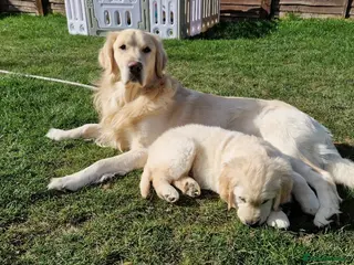 Golden Retriever dogs BEAUTIFUL PROVEN White Golden Retriever for Stud in Crowborough - Advert 12
