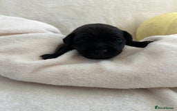 Patterjack dogs for sale: Patterdale x jackrussel  - Image 7