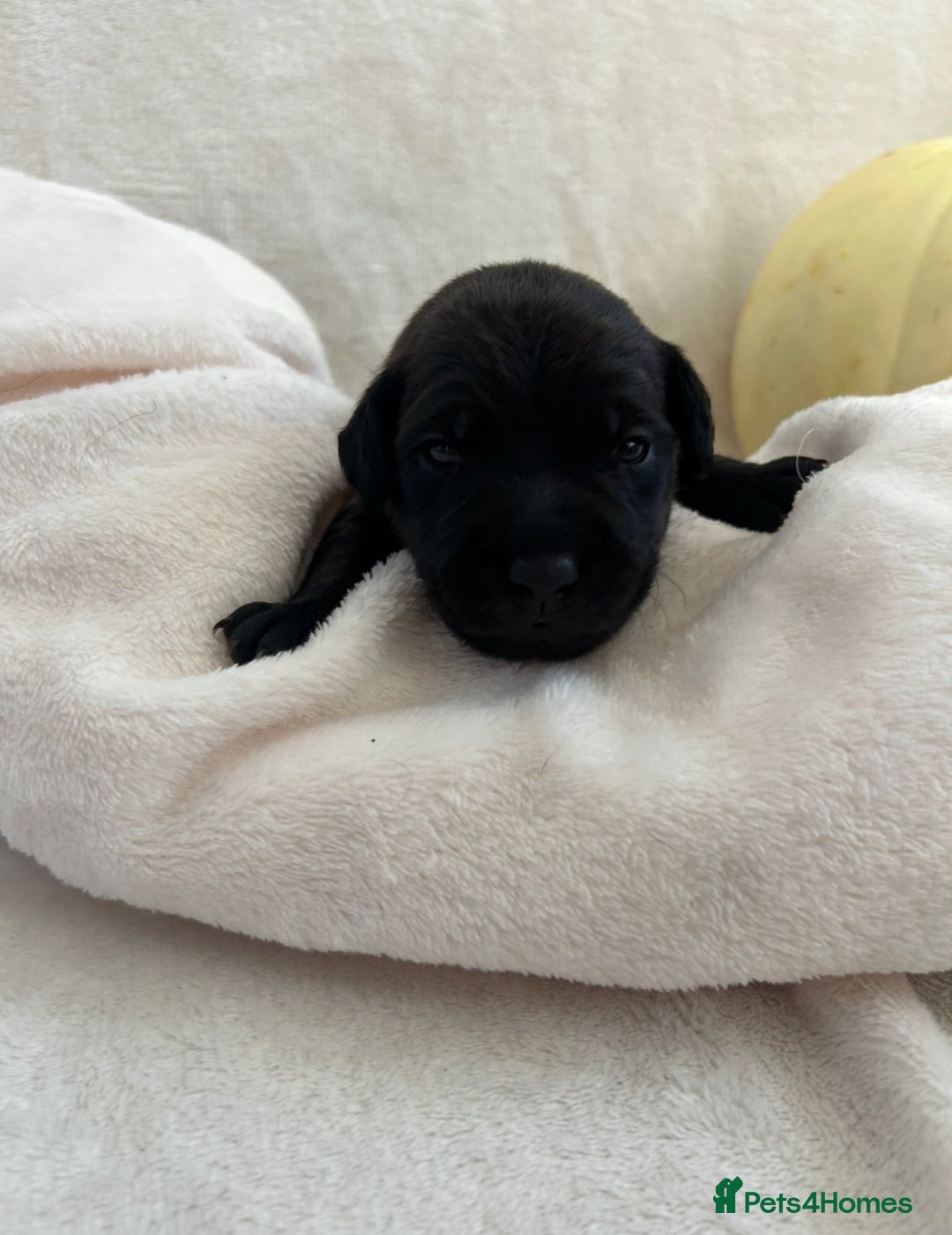 Patterjack dogs for sale: Patterdale x jackrussel  - Image 7