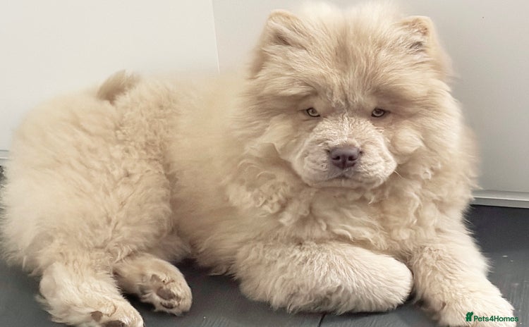 Chow Chow dogs - Advert 1