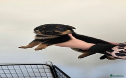 Mixed Breed dogs for sale: Rottweiler × german shepherd puppies - Image 11
