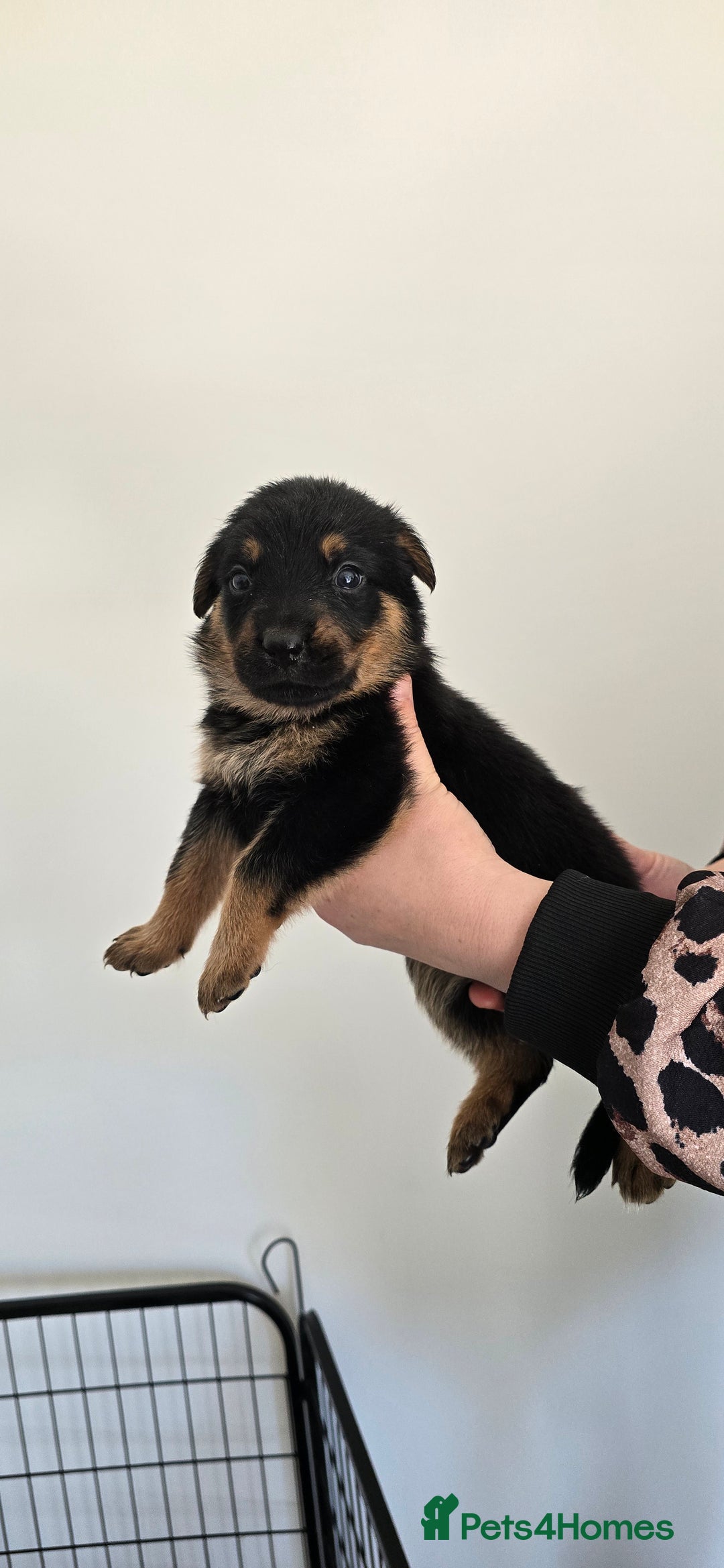 Mixed Breed dogs for sale: Rottweiler × german shepherd puppies - Image 11