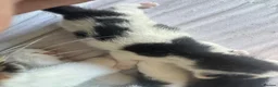 Mixed Breed cats for sale: 5 Cute kittens 🐈 - Advert 5