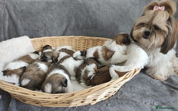 Shih Tzu dogs for sale: 🐶Shih tzu puppies for sale 🐶 - Image 8