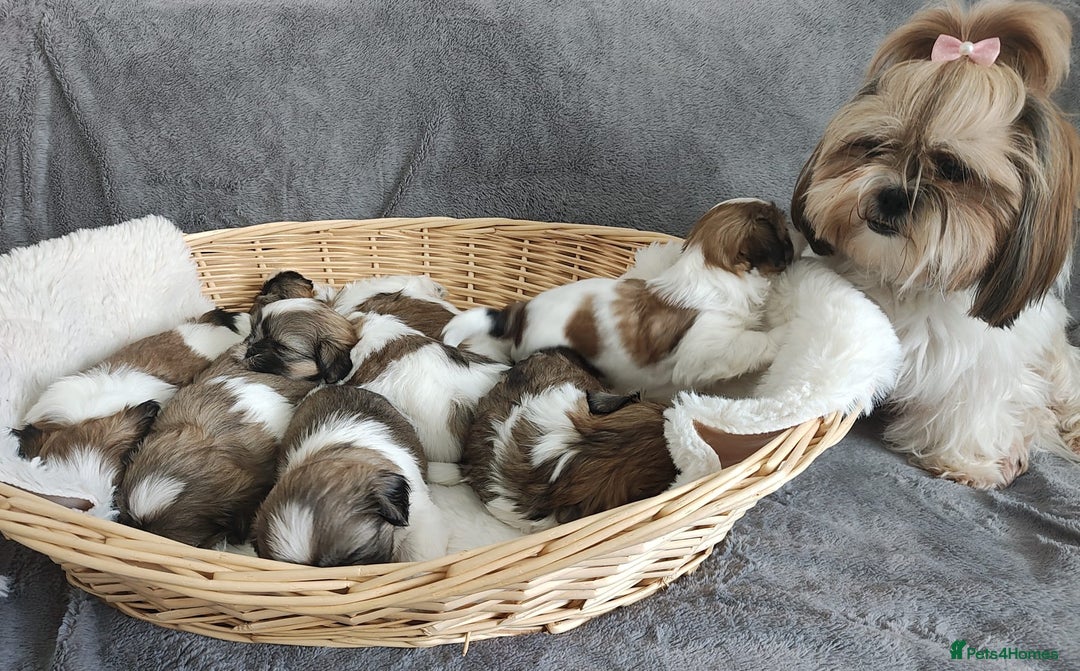 Shih Tzu dogs for sale: 🐶Shih tzu puppies for sale 🐶 - Image 8