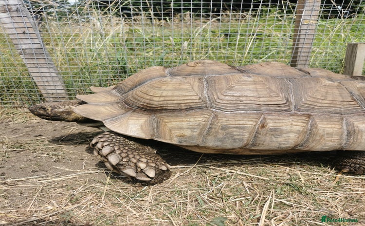 Tortoise reptiles - Advert 2