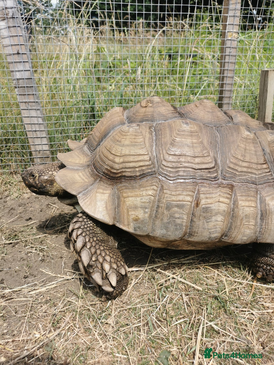 Tortoise reptiles for sale: 9 year old male sulcata tortoise  - Image 1